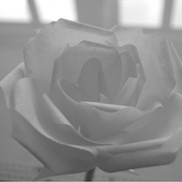 Paper rose 